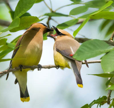 Cedar WaxWing And (CHICK)  --  Jaseur D'Amerique Avec (POUSSIN)