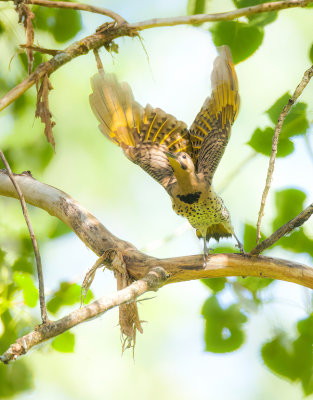 Northern Flicker  --  Pic Flamboyant