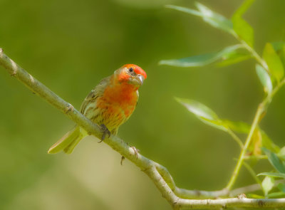 House Finch  --  Roselin Familier