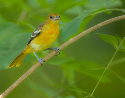 Baltimore Oriole  --  Oriole De Baltimore