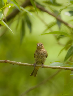 House Finch (CHICK)  --  Roselin Familier (POUSSIN)