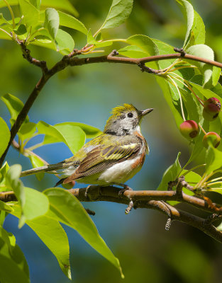 ChestNut - Sided Warbler  --  Paruline A Flancs Marron