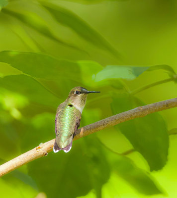 hummingbird___colibris