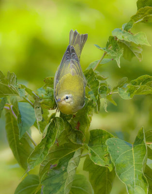 Tennessee Warbler  --  Paruline Obscure