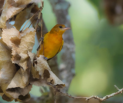 Baltimore Oriole (CHICK)  --  Oriole De Baltimore (POUSSIN)