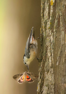 White-Breasted NutHatch AND MOTH  --  Sittelle A Poitrine Blanche ET PAPILLON DE NUIT
