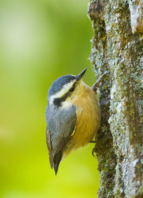 Red - Breasted NutHatch  --  Sittelle A Poitrine Rousse