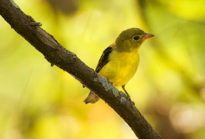 Scarlet Tanager  --  Tangara Ecarlate