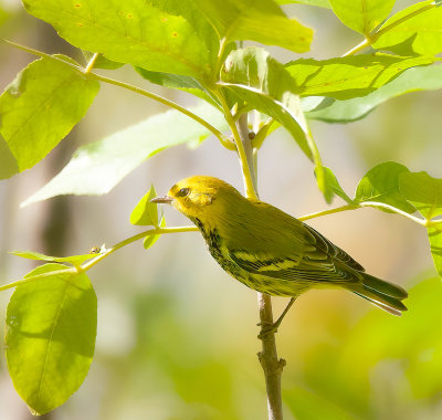 Black-Throated Green Warbler  --  Paruline A Gorge Noire