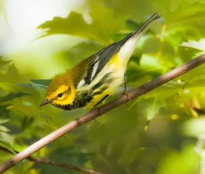 Black-Throated Green Warbler  --  Paruline A Gorge Noire