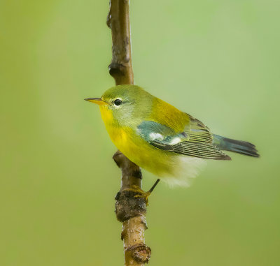 Northern Parula  --  Paruline A Collier