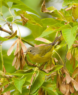 NashVille Warbler  --  Paruline A Joues Grises