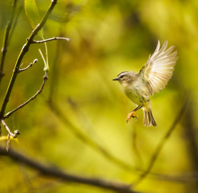 Golden-Crowned KingLet  --  RoiteLet A Couronne Doree