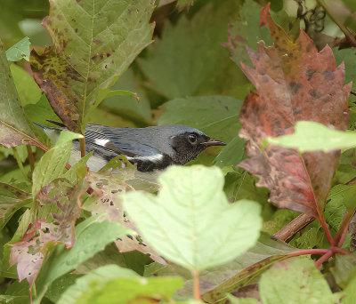 Black-Throated Blue Warbler  --  Paruline Bleue