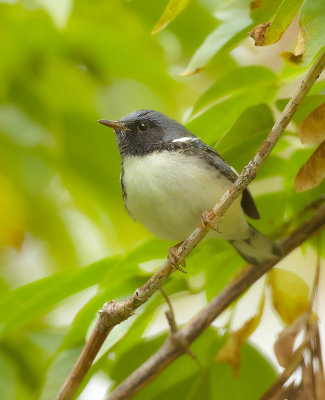 Black-Throated Blue Warbler  --  Paruline Bleue