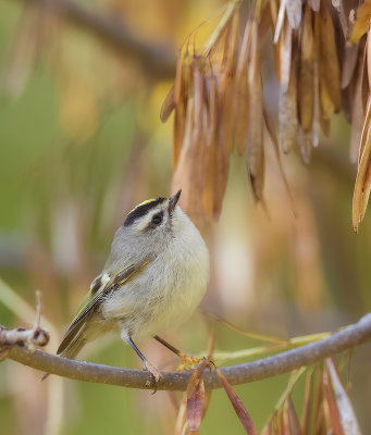 Golden-Crowned KingLet  --  Roitelet A Couronne Doree