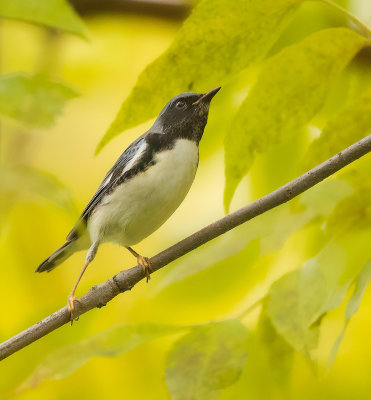 Black-Throated Blue Warbler  --  Paruline Bleue