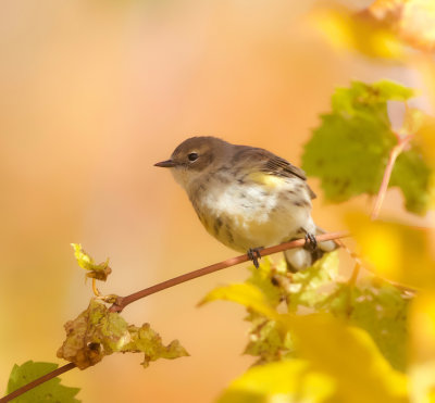 Yellow-Rumped Warbler  --  Paruline A Croupion Jaune