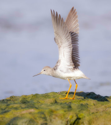 Greater YellowLegs  --  Grand Chevalier