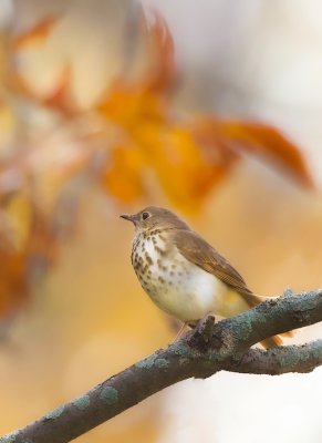 Hermit Thrush  --  Grive Solitaire