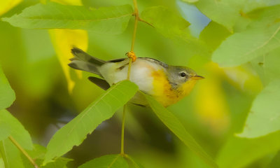 Northern Parula  --  Paruline A Collier