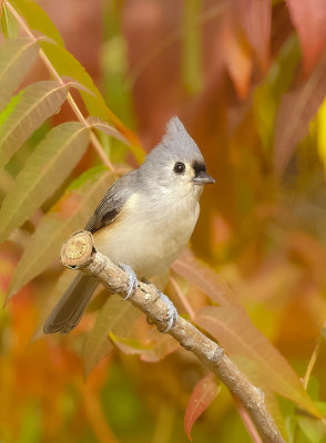 Tufted TitMouse  --  Mesange BicoLore