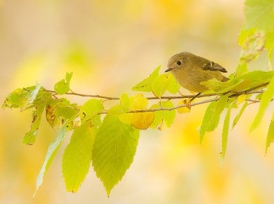 Ruby-Crowned KingLet  --  Roitelet A Couronne Rubis