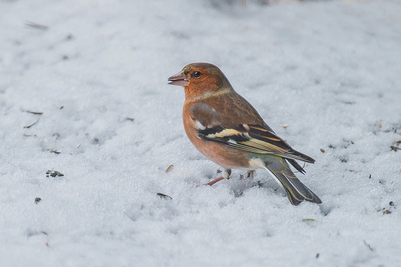 Chaffinch in the Snow