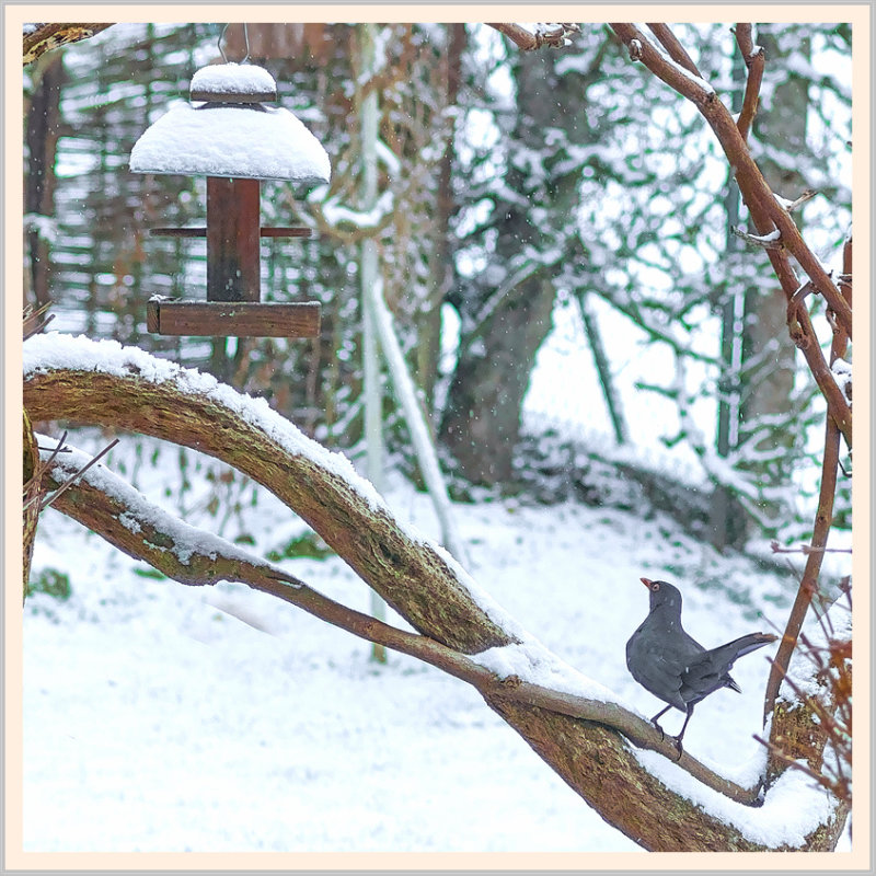 Backyard in Winter