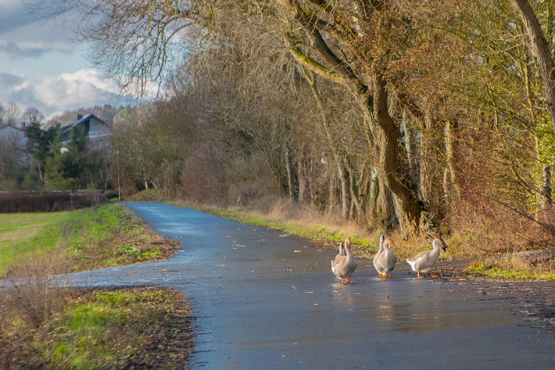Geese Stroll