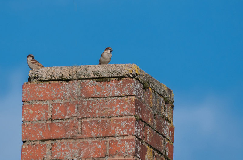 Sparrow Guard Post
