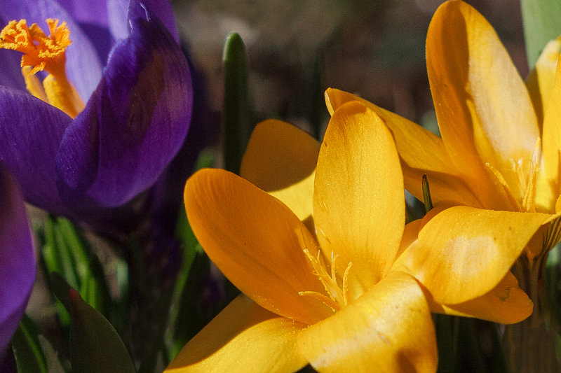 Colors in our Backyard