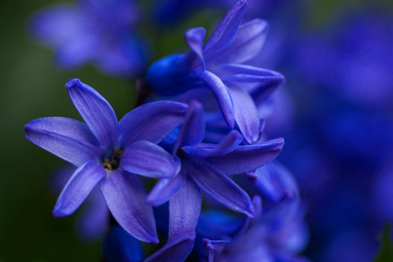 Hyacinth in Bloom