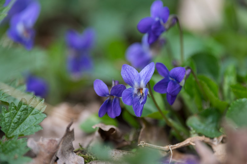 Sweet Violets in the Forest