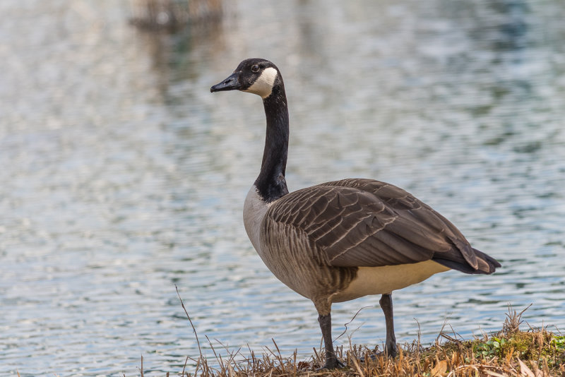 Canada Goose