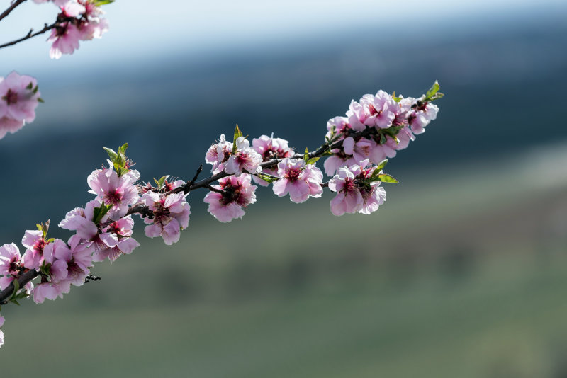 Almond Blossom Branch