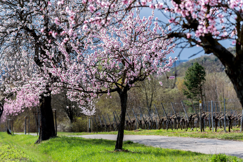 Almond Blossom Trees 