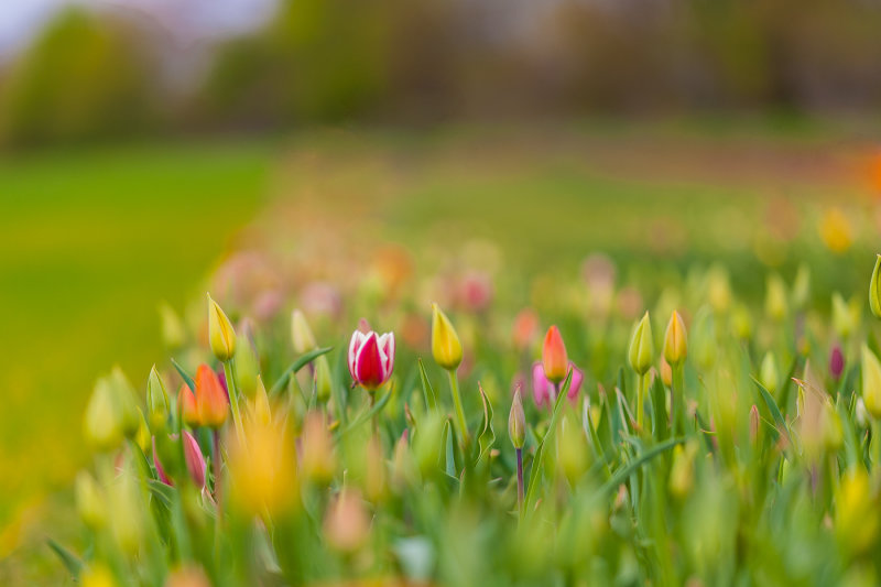 Tulips in the Field