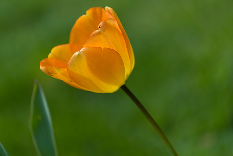 Orange Yellow Tulip