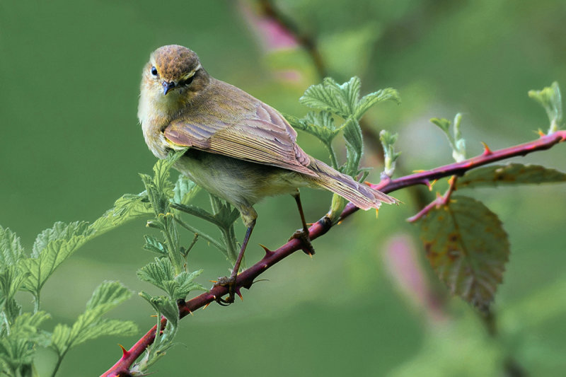 Chiffchaff