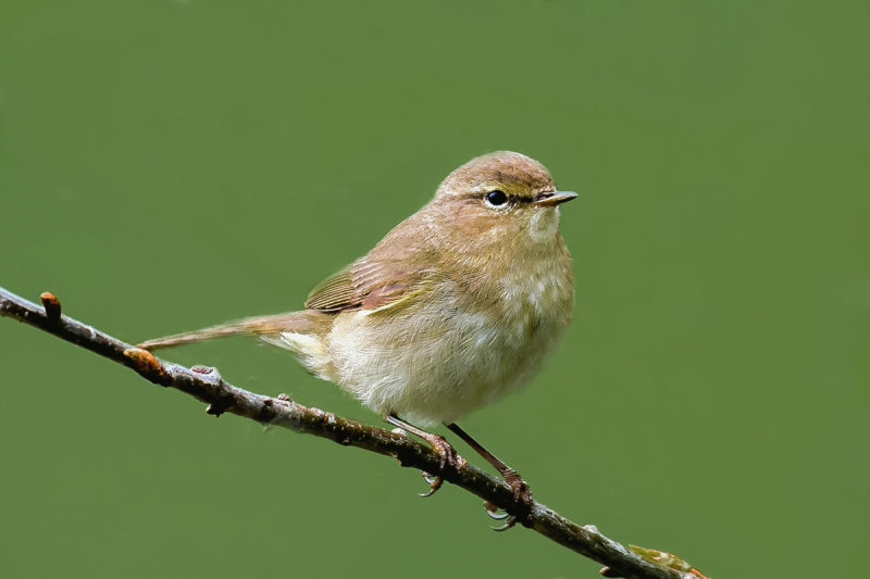  Chiffchaff