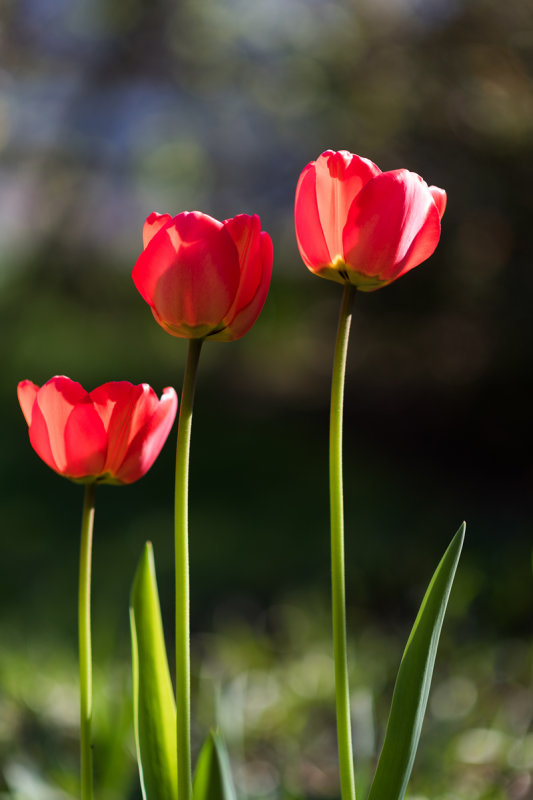 Red Trio