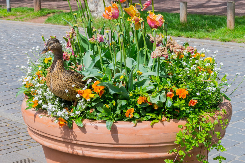 Duck in the Tulips