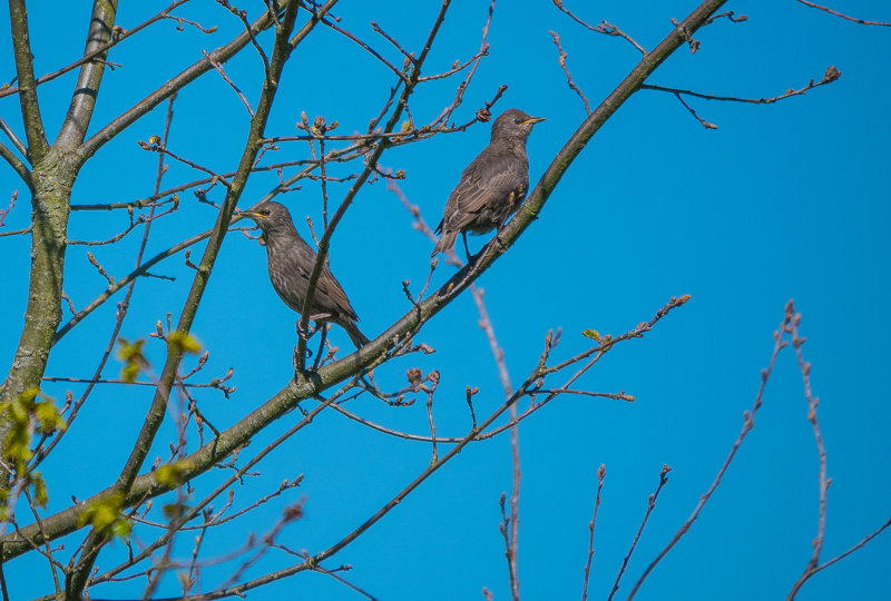 Starlings in the Tree
