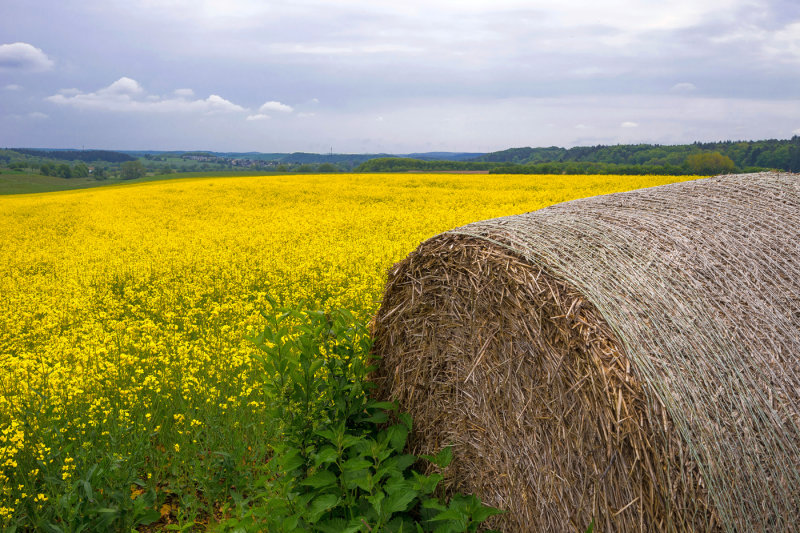 Rapeseed Field