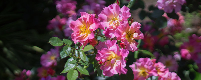 Roses in Summer