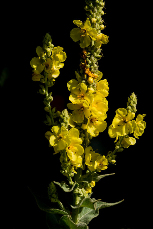 Mullein 