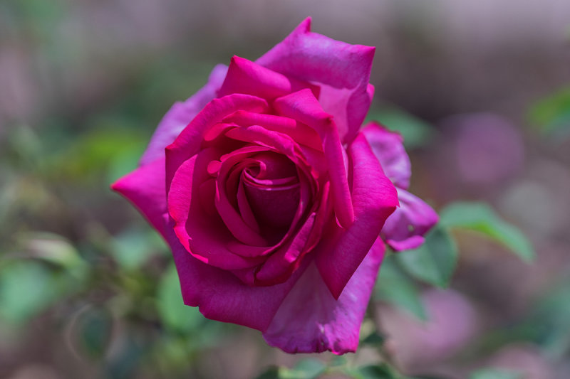 Rose in Fuchsia
