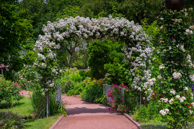 Arch of Roses