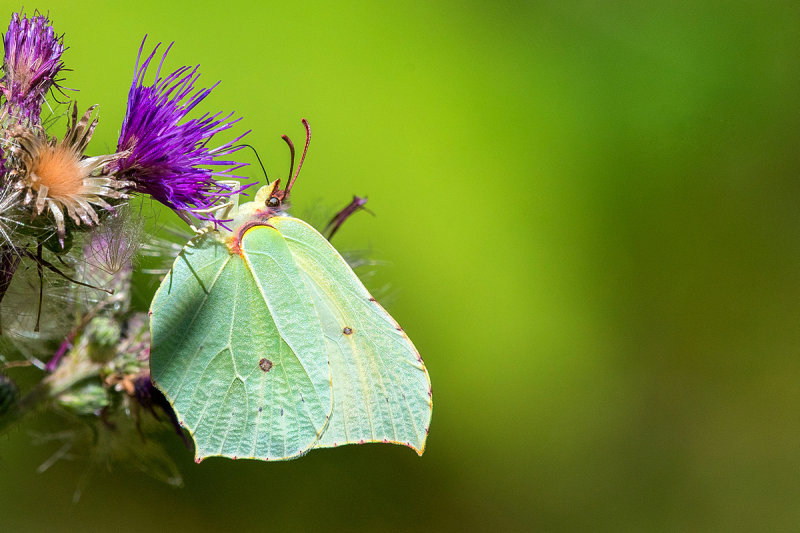 Brimstone